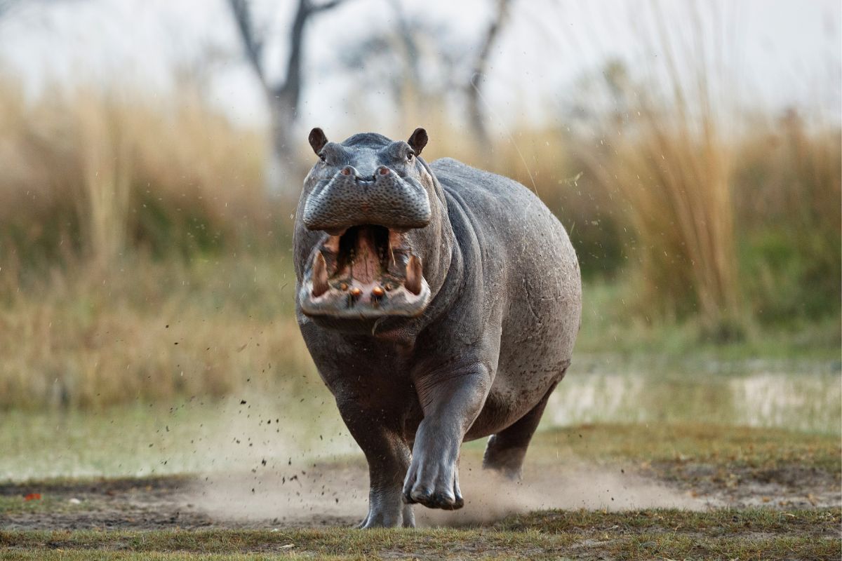 how fast can hippos run